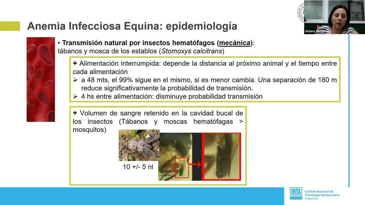 Charla de Anemia Infecciosa Equina-Dra. Vissani, 30/11/2022