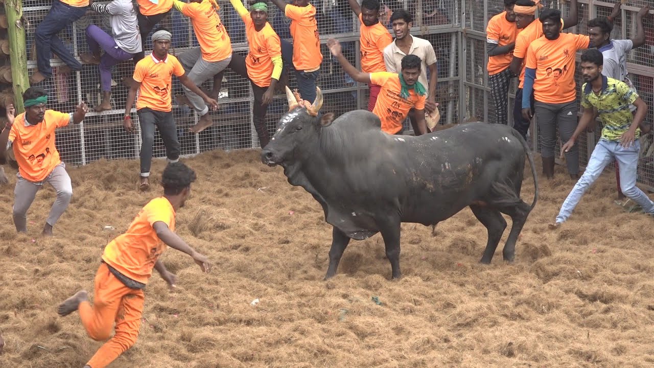 Irungalur Jallikattu 2023 Videos | இருங்களூர் ஜல்லிக்கட்டு 2023 Videos