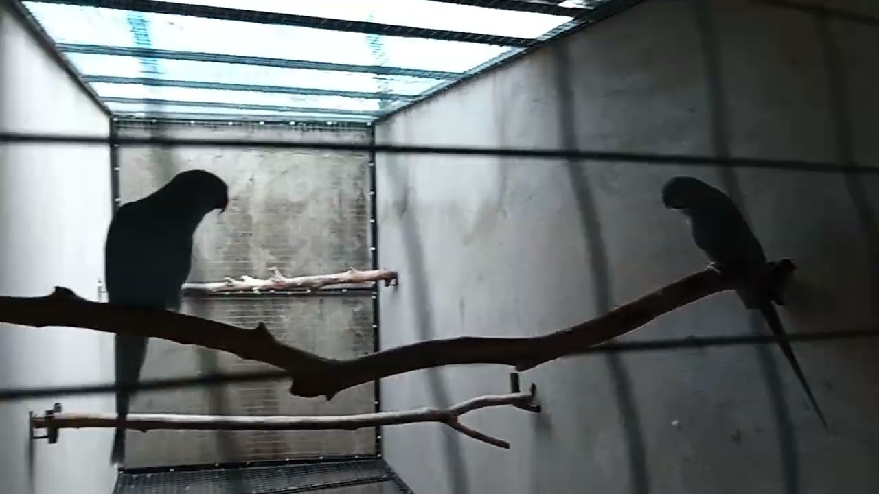 Plantel criadouro Ivaiporã 