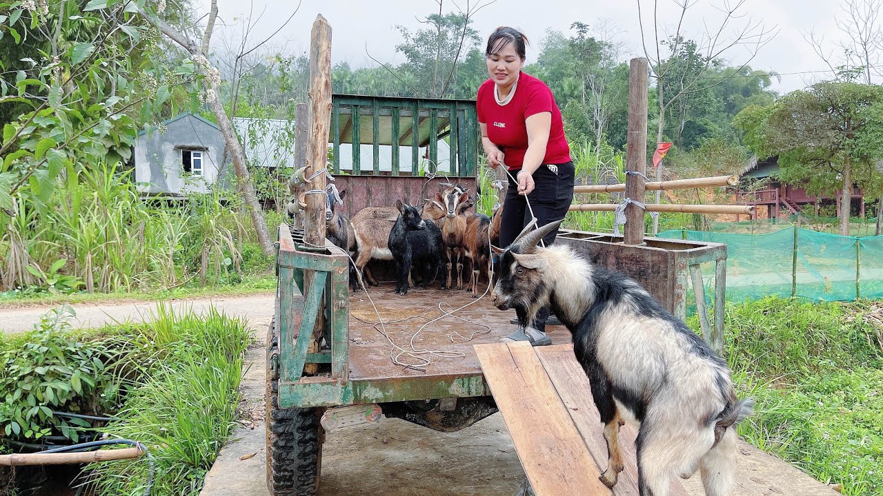 girl using agricultural vehicle to transport goats