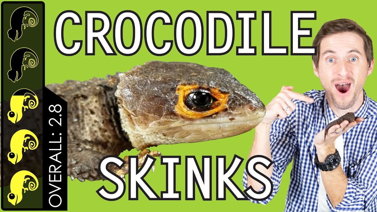 Red-Eyed Crocodile Skink, The Best Pet Lizard?