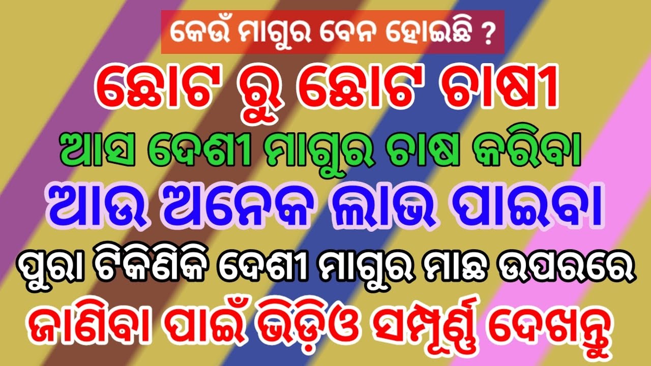 ଦେଶୀ ମାଗୁର ଚାଷ || farming odisha || Desi magur farming in odisha || 