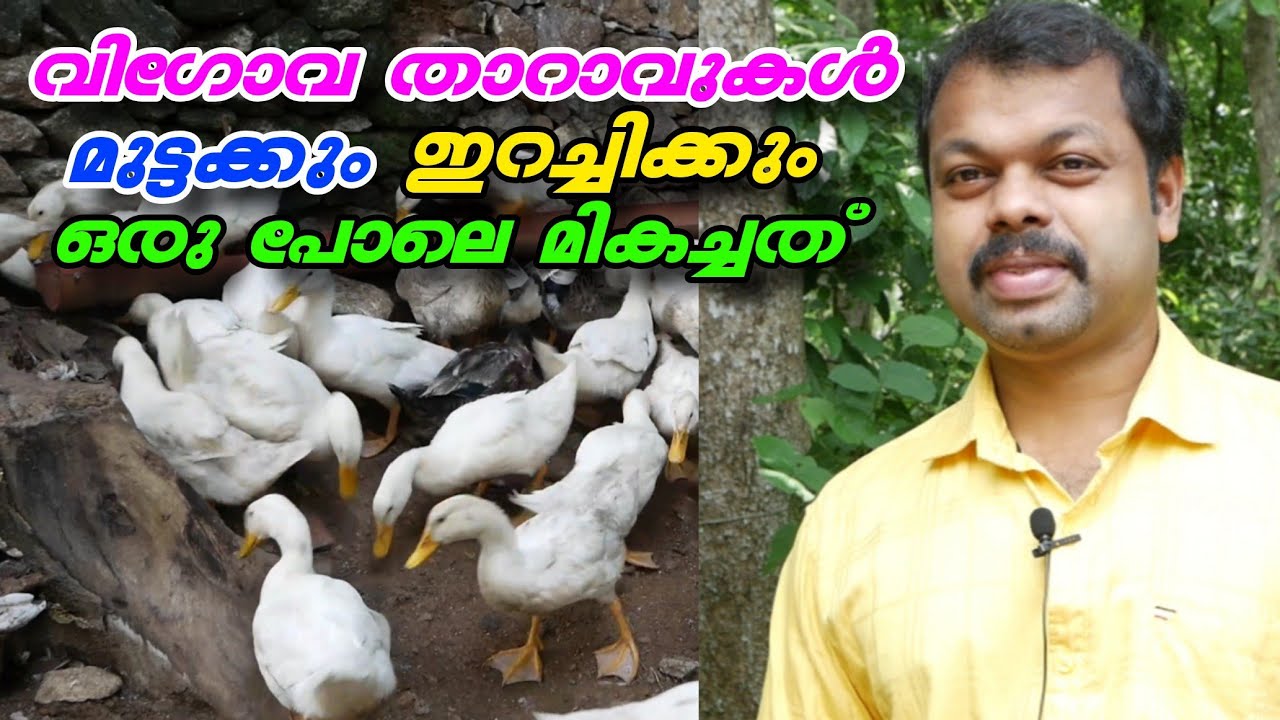 വിഗോവ താറാവുകൾ | മുട്ടക്കും ഇറച്ചിക്കും ഒരേ പോലെ മികച്ചത് | VIGOVA DUCK FARMING IN HOME  MALAYALAM