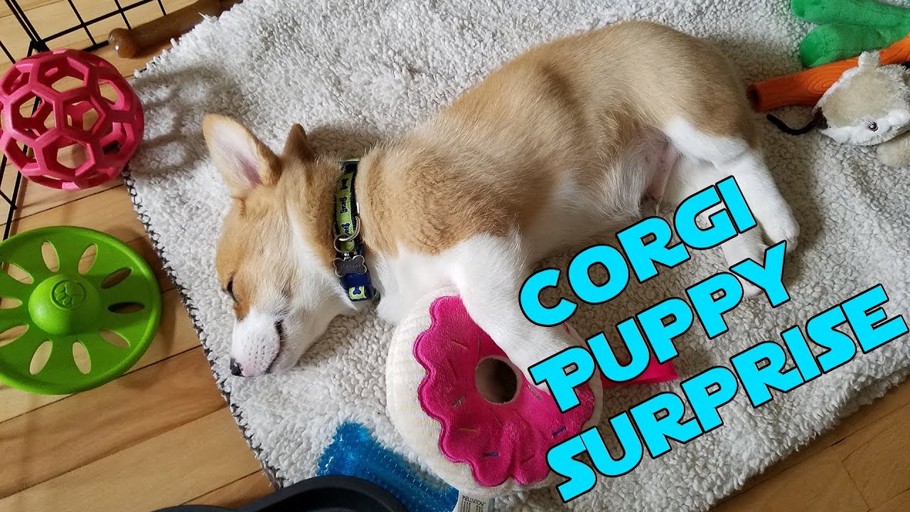 Surprising My Girlfriend With a Corgi