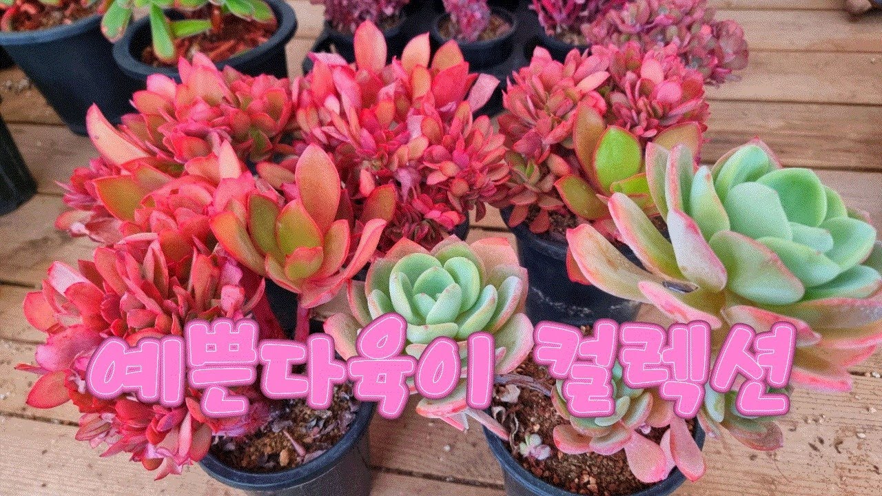1/30)정말예쁜다육 집합 맘에 쏙드는다육