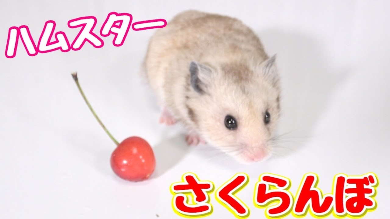 ハムスターにさくらんぼあげたら超かわいかった！