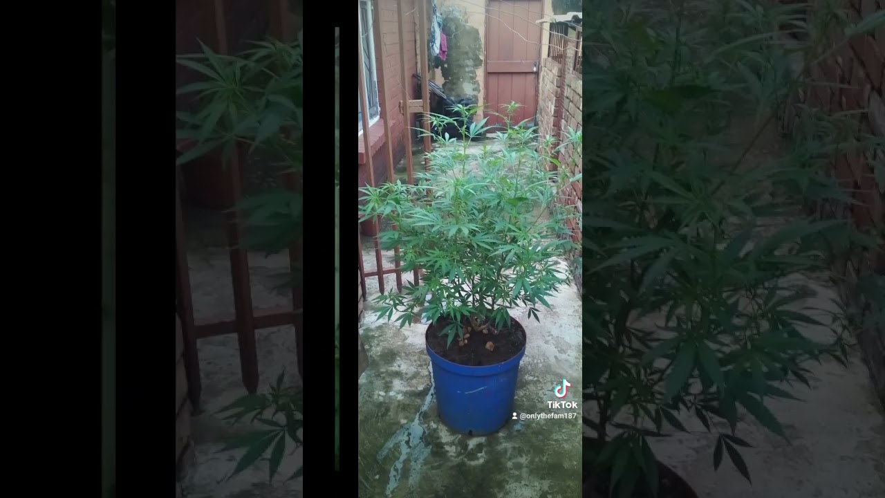 homegrown medical marijuana