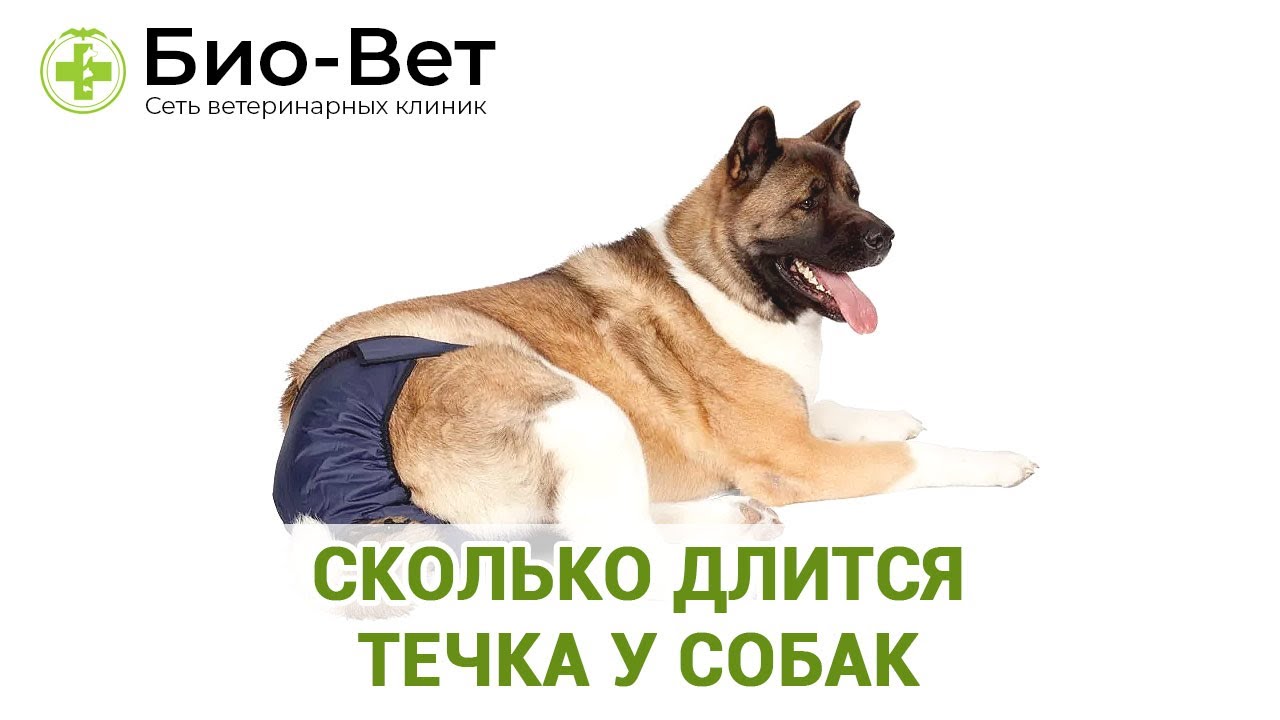 Течка у собак - всё что нужно знать 👩‍⚕️/ Сеть Ветклиник Био Вет