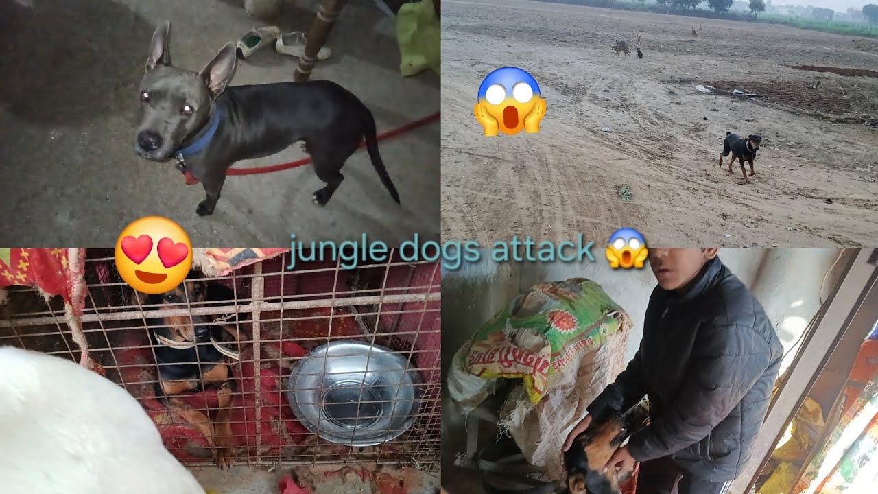 Rony ka panga street dogs se 😱 rony cage ke Ander hi rha 👍#mayankdogsfamily#videos #vlogsvideo#dogs 