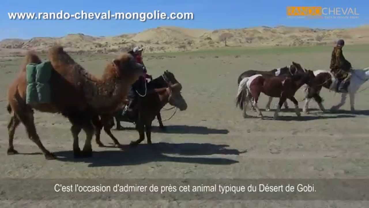 RANDO CHEVAL MONGOLIE - Dunes et Steppes avec chameau de bât, insolite !