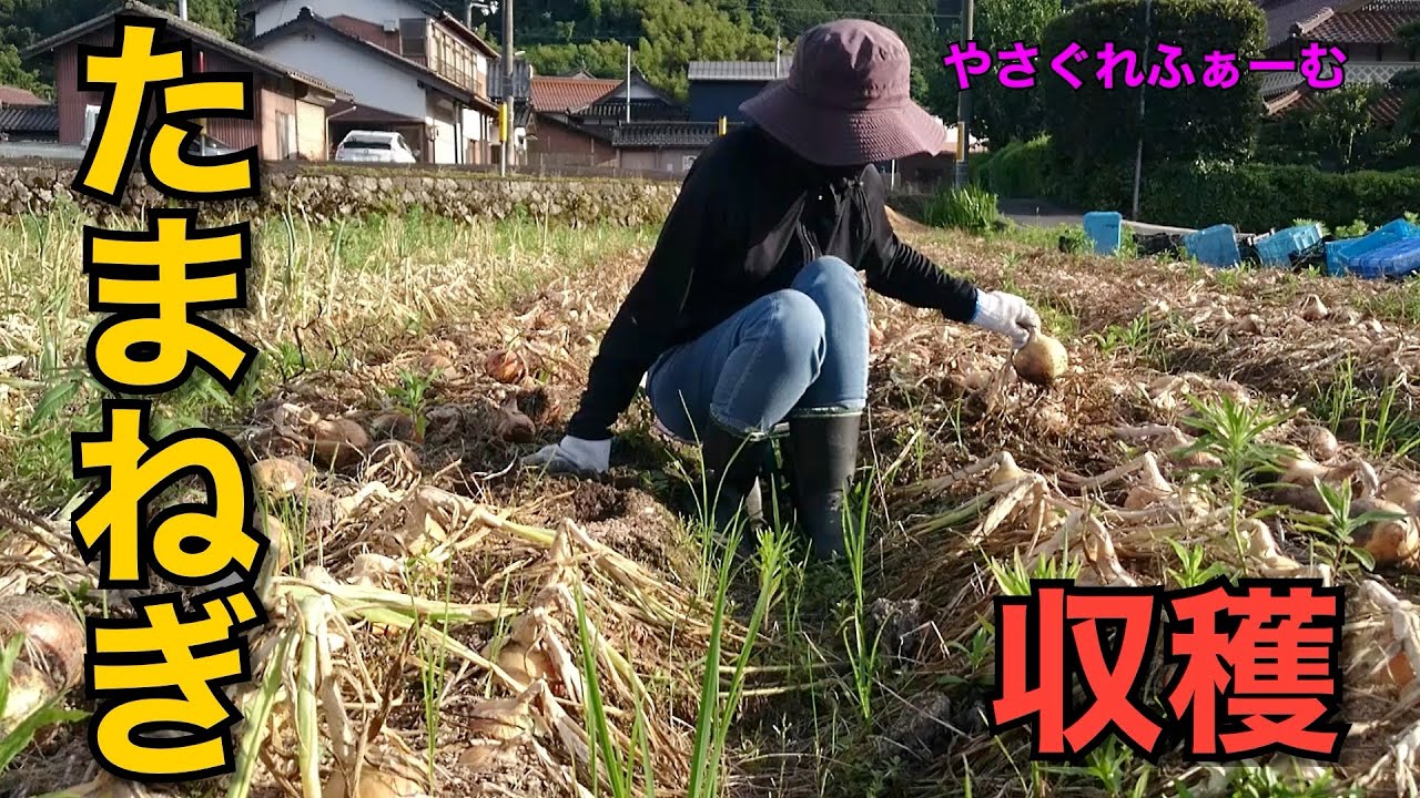 【2022-2023玉ねぎ＃27】玉ねぎ作り1年目　ひたすら玉ねぎ収穫【やさぐれふぁーむ】