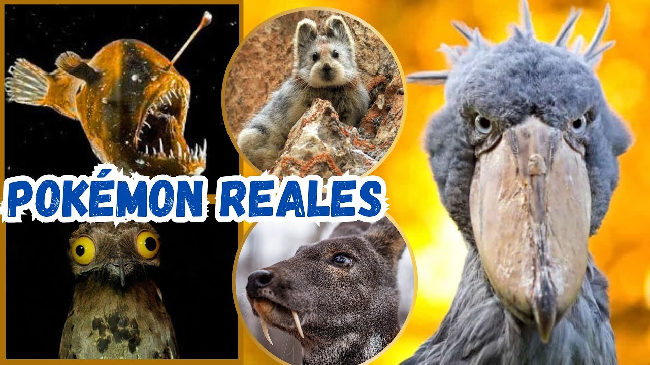 &iquest;Quieres Conocer los 50 Animales m&aacute;s Raros del Mundo Ahora?