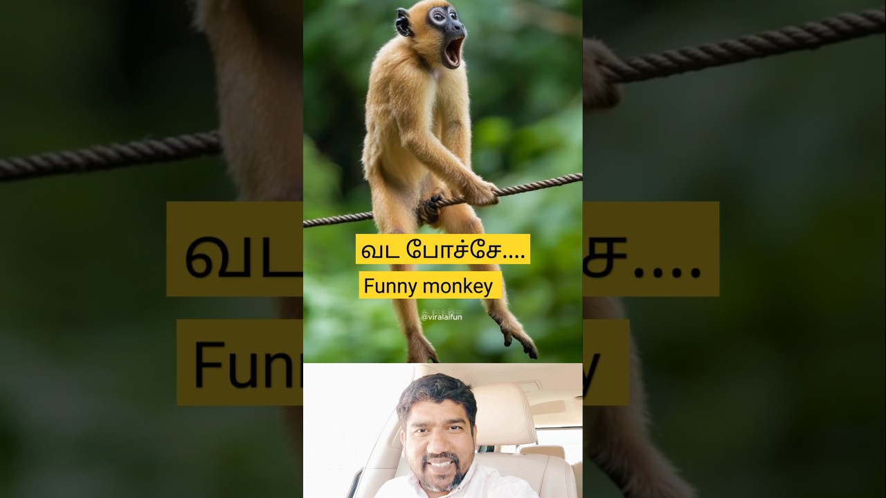 Vada Boche.... Funny monkey #trending #viralshort