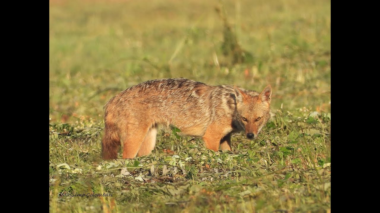Golden Jakal (Canis aureus) a caccia di arvicole