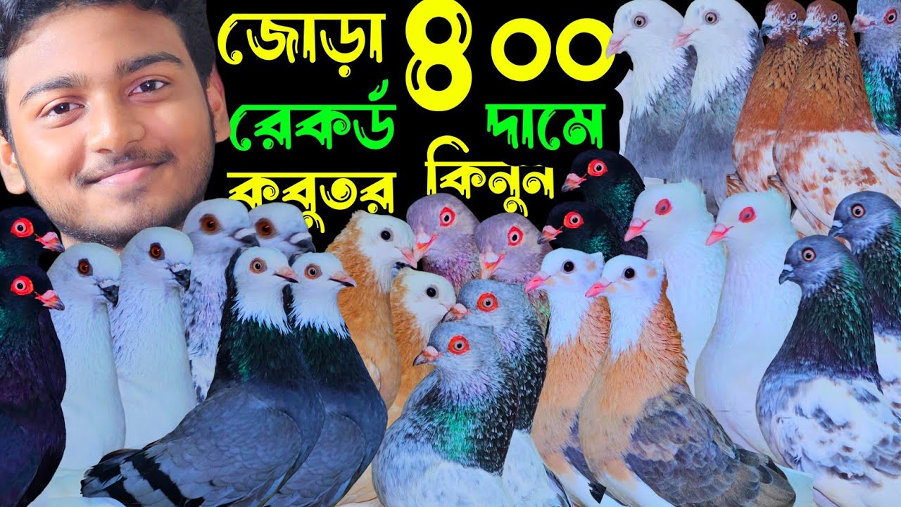 ইতিহাসের রেকর্ড করা কমদামে ৪০০ টাকা জোড়া গররা,কালদম,মুসালদম,হাইফ্লায়ার কবুতর | বাকবাকুম পায়রা |