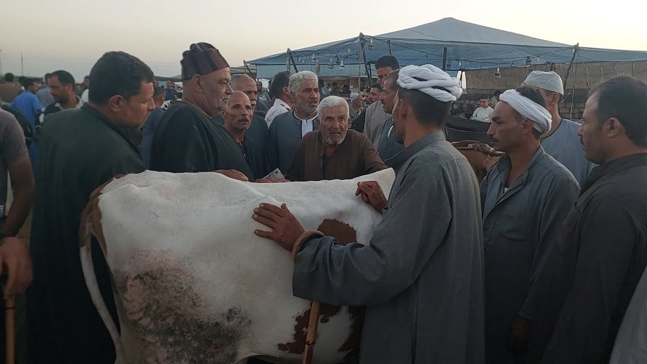 البقر 🐄 الوالد( سوق كفر الشيخ) ٢٠٢٤/١٠/٢