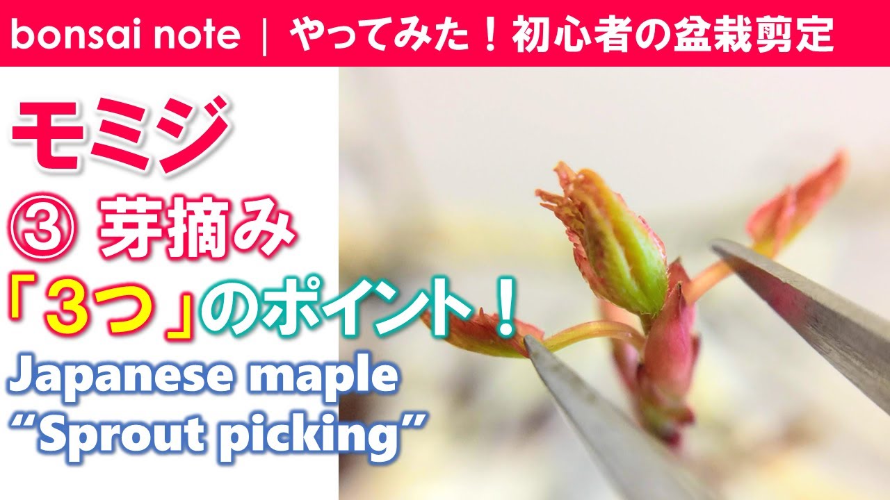 モミジ盆栽③芽摘み3つのポイント※音声無｜Japanese maple “Sprout picking”／bonsai