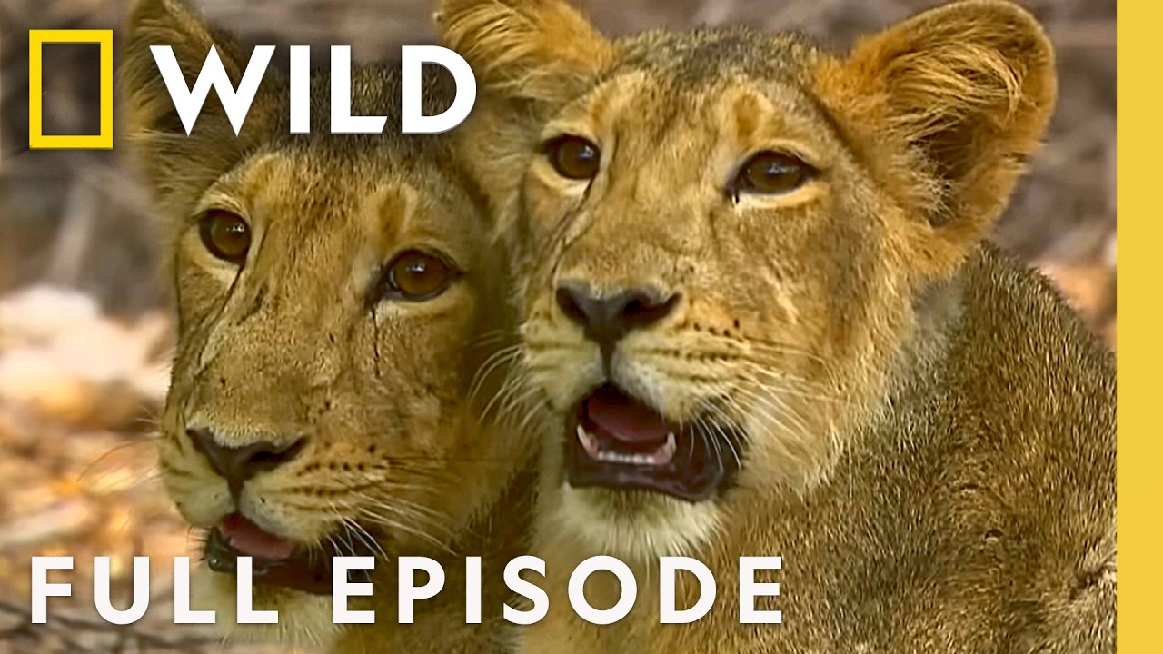 Rare Asiatic Lions of the Indian Desert (Full Episode) | Secrets of Wild India | Nat Geo Animals