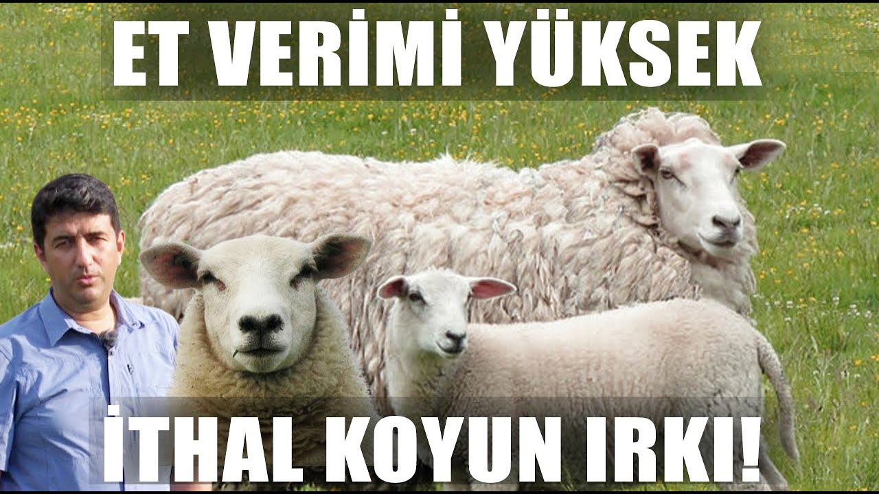 21 Koyunla Başladı 70 Koyun Oldu! Üçüz Oranı Yüksek İthal Tarla Koyunu Swifter / Dr. Koyuncu