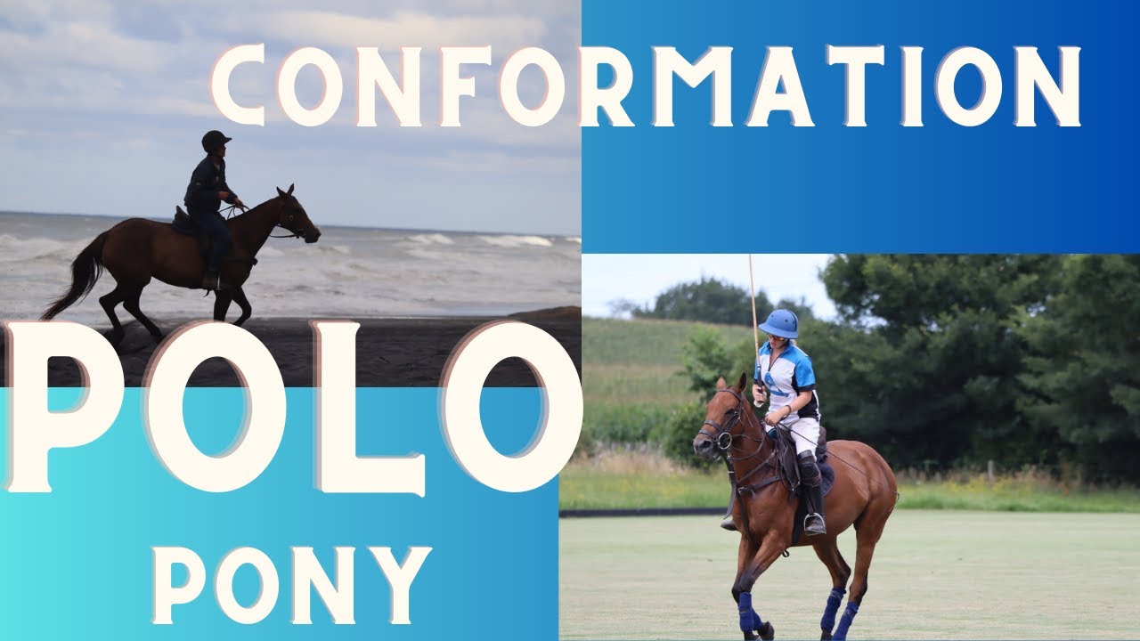 Conformation of a polo pony