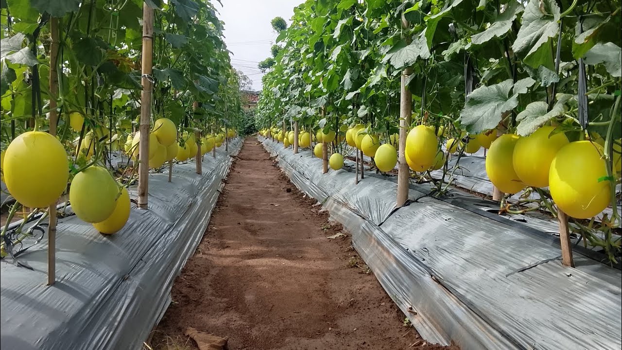 Jarak lanjaran yang kita gunakan untuk melon golden alisha 