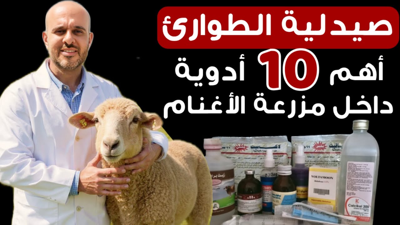 أهم 10 أدوية لازم توفرها  داخل مزرعة الأغنام والماعز قبل الذهاب الى الطبيب البيطري