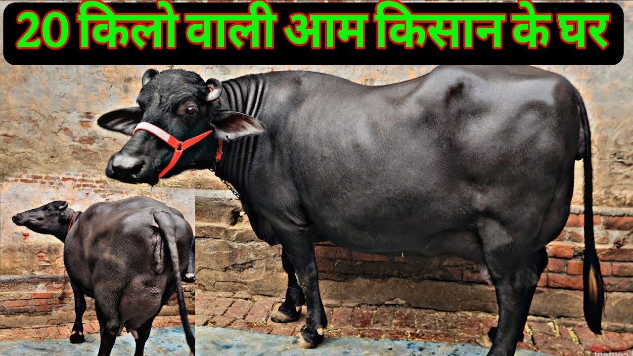 3rd Timer Murrha Buffalo Biggest Udder Quality With Ulitmate Beauty Pregnet By Sham Balkiya 