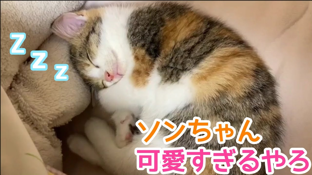 【保護した子猫ソンちゃん】体調も良くなったのでウイルス検査に行ってきました！！