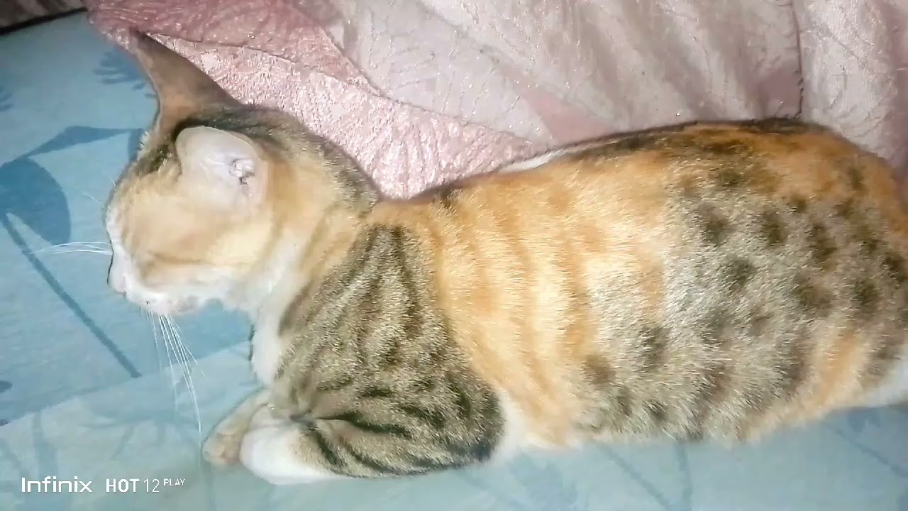Pregnant Chinkii is not well
