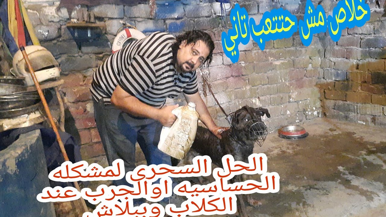 اخطر كلب علي مستوى المحافظات طلعته من القفص# ازاى اخلى شعر الكلب يطلع تانى # طريقه سحريه