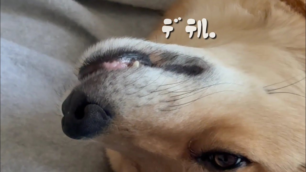 ﾃﾞﾃﾙ。オイヌ様(雑種犬)