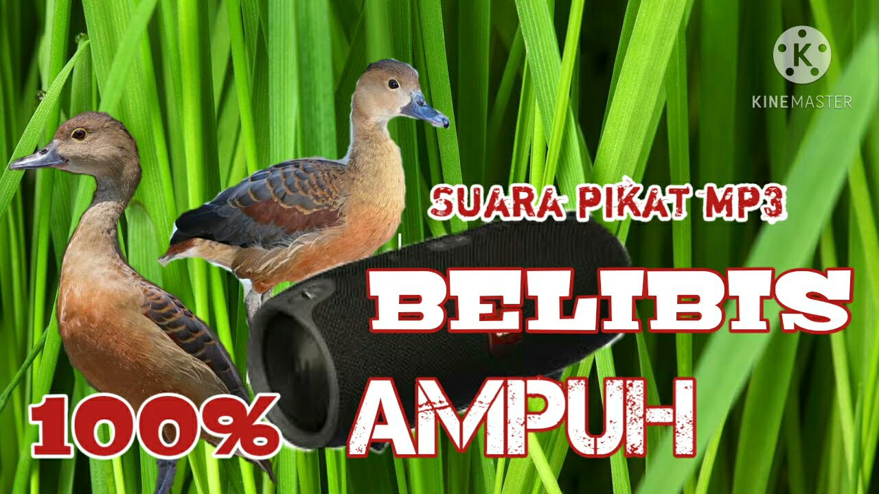 suara pikat belibis wajib coba.