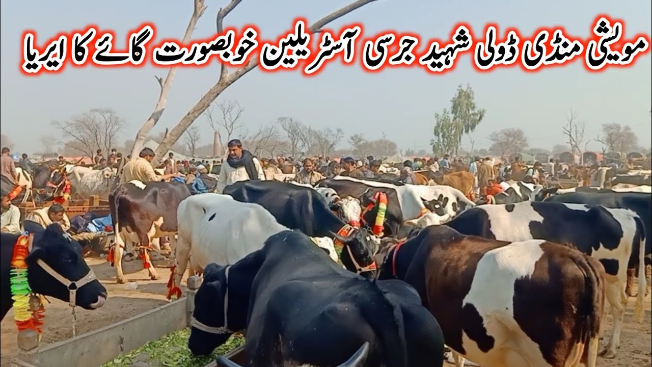 JERSEY FRIESIAN COWS FOR SALE AT  JANWAR MANDI DOLI SHAHEED JHANG