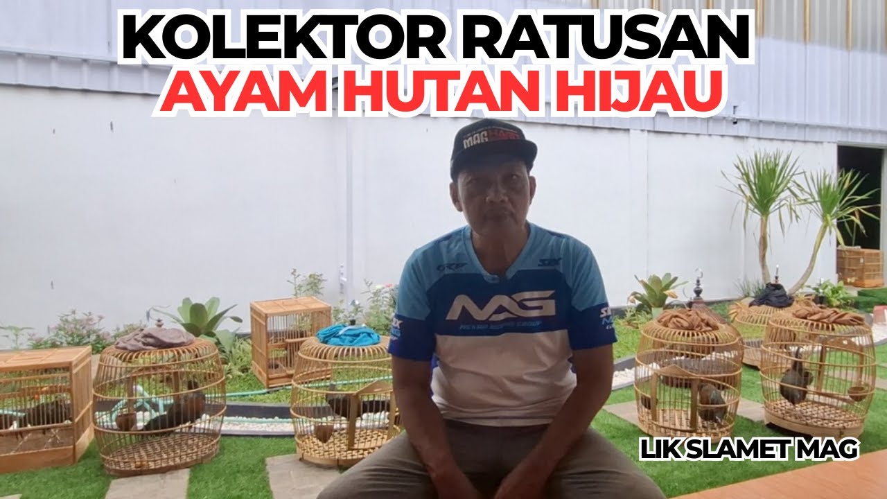 HALAMAN RUMAH PENUH DENGAN AYAM HUTAN HIJAU!!!