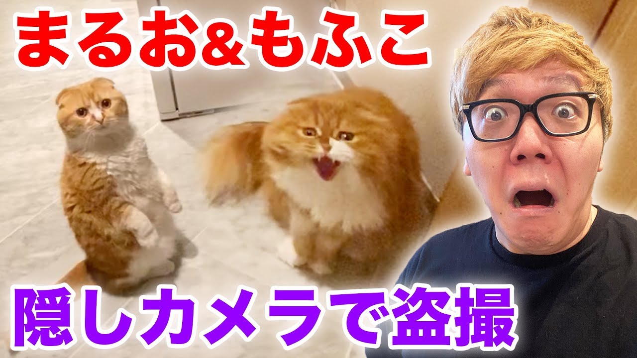 まるお&もふこを隠しカメラで盗撮したら信じられない光景が!!!【ヒカキンTV】