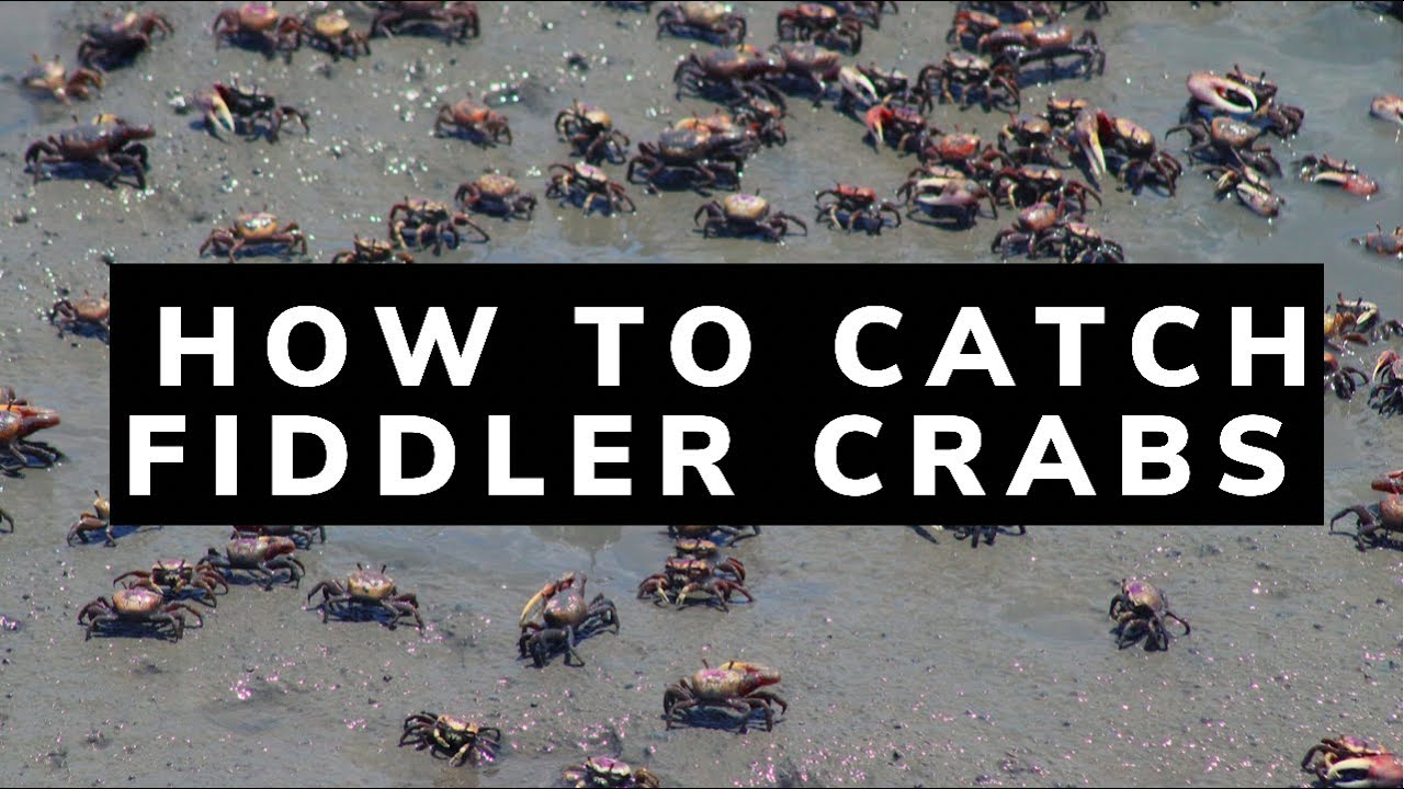 How to Catch Fiddler Crabs