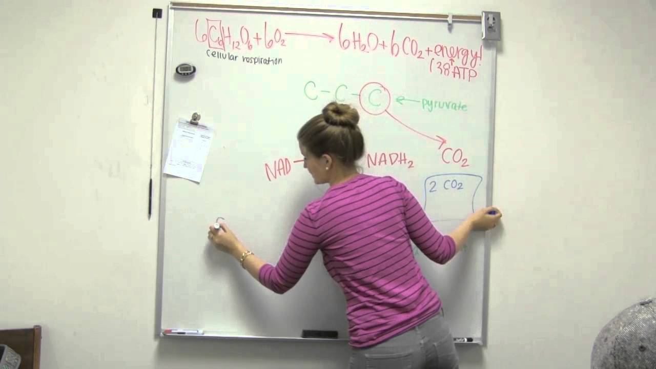 Acetyl COA Formation