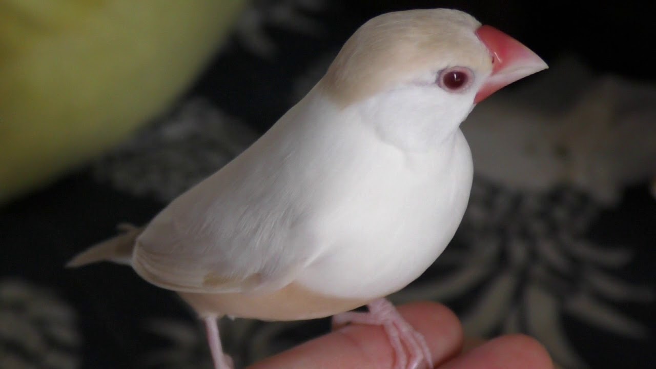 女の子の誘惑 #8