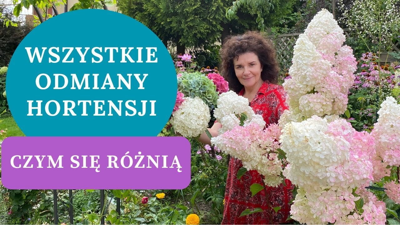 HORTENSJE - Jak rozpoznawać odmiany po kwiatach. Rozmnażanie hortensji bukietowej, ogrodowej