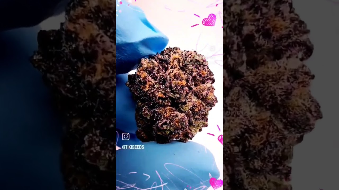 Available now tikiseeds.com 20% till the 1st of September FREE PACK OF RAVER RUNTZ WITH TIKI SUGAR