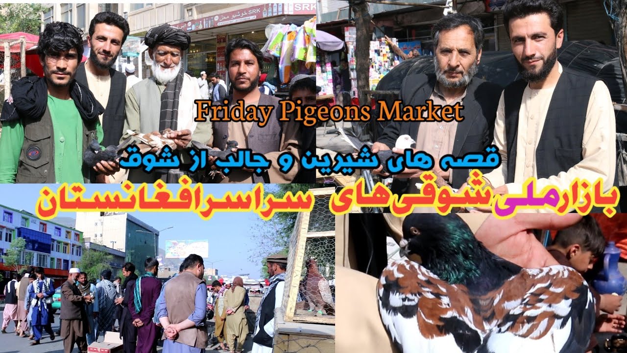 قیمت ترین و ارزان‌ترین کفتر در جمعه بازار/Afghanistan Pigeon Lovers National Market
