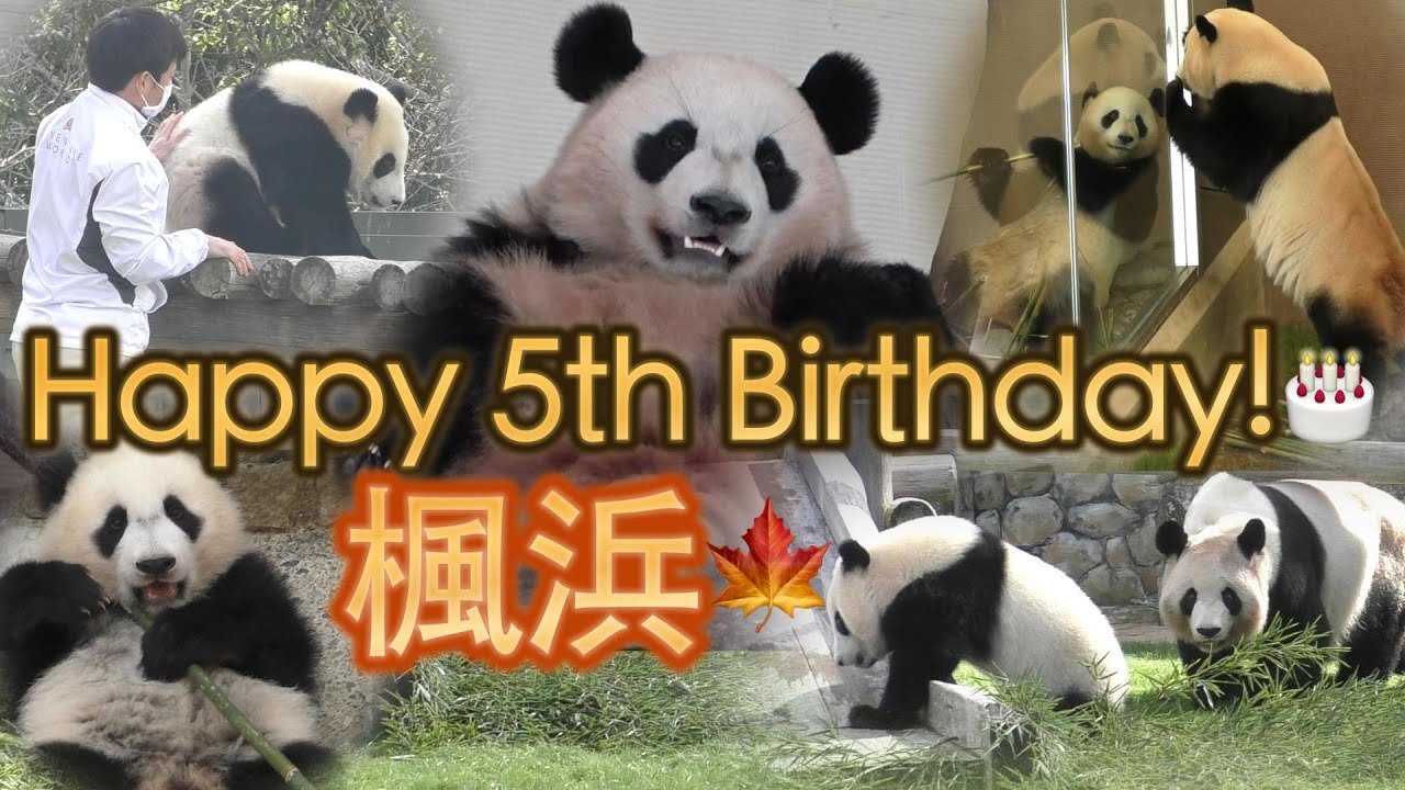 【㊗️５歳】楓浜🍁お誕生日おめでとう！🎊メモリアル✨【末っ子パンダ】Giant Panda -Fuhin- FengBang #楓浜