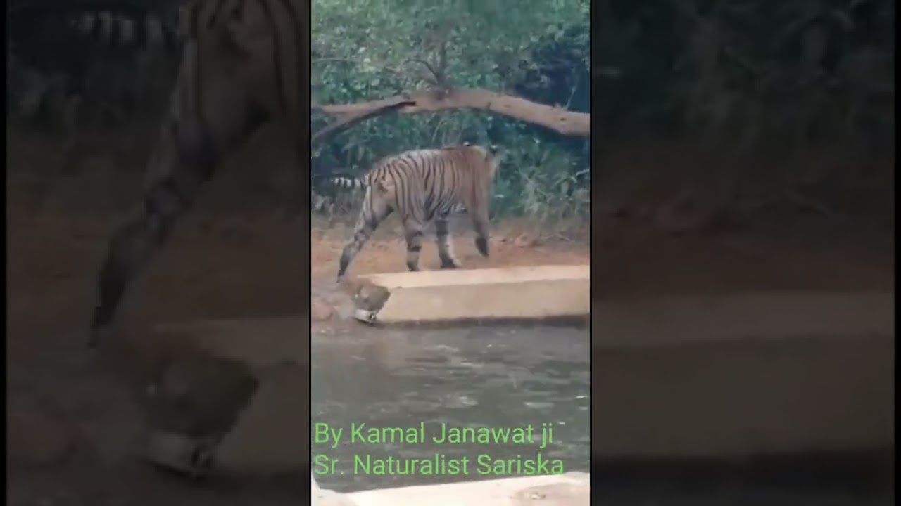 Sariska Tiger Reserve | Tigress ST9 sighting on water hole | Sariska : bringing the glory back !