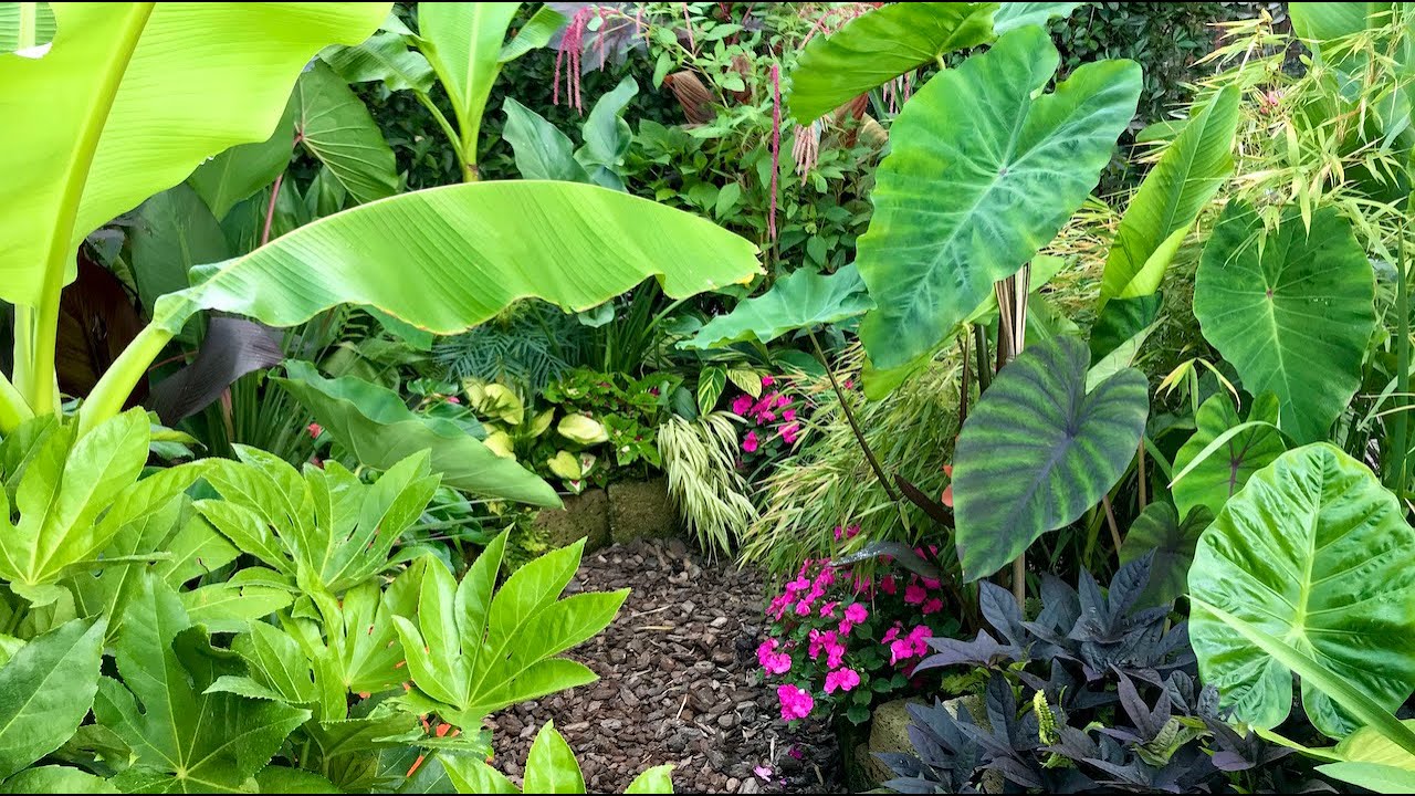 Giardino Tropicale 2020