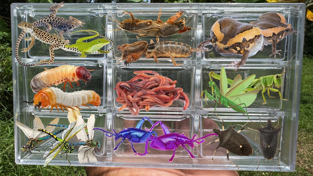 I Catching insects in the garden, I got Lizard, Whitegrub, Earthworm, Mole cricket, Banded Bullfrog
