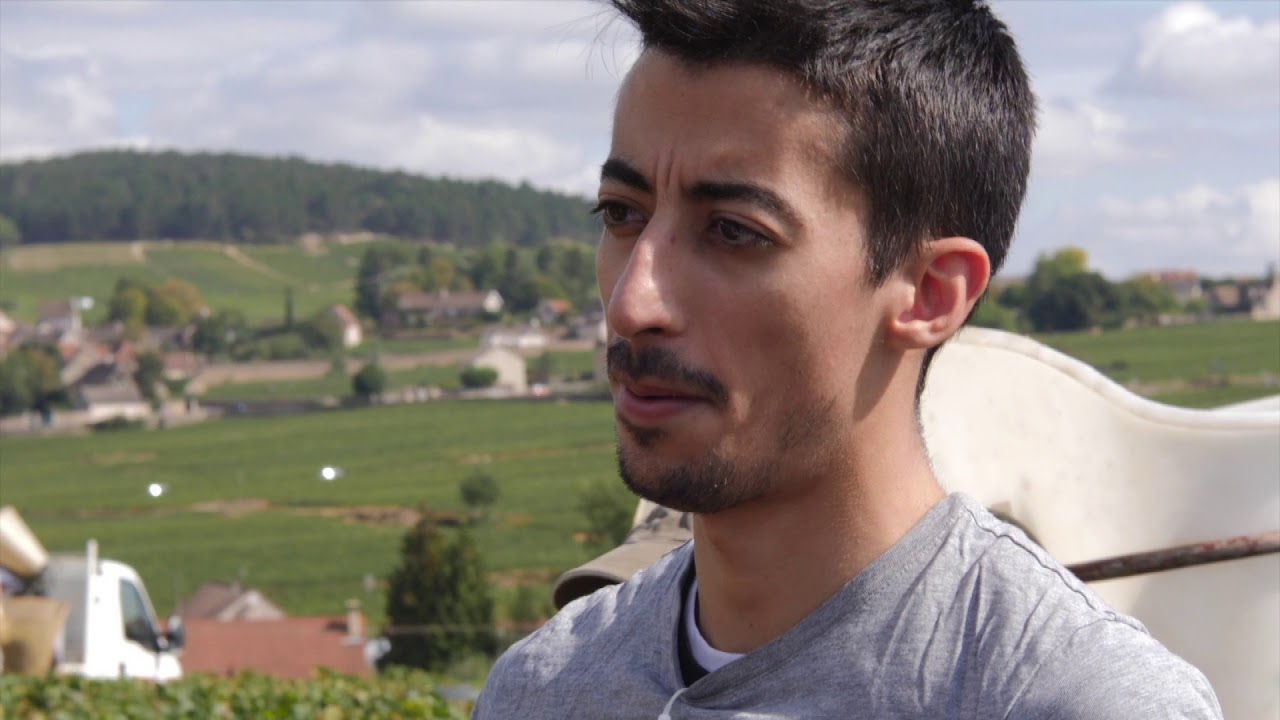 Vendanges 2018 Muzard