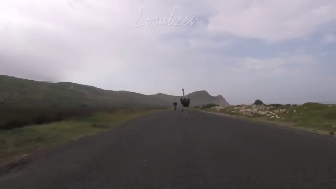 Bikers chased by chocob-- I mean...ostrich