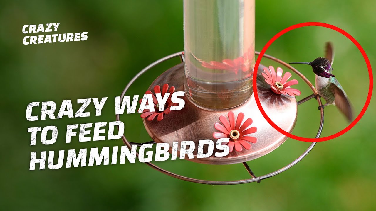 Why Are People Feeding Hummingbirds in the Craziest Ways?