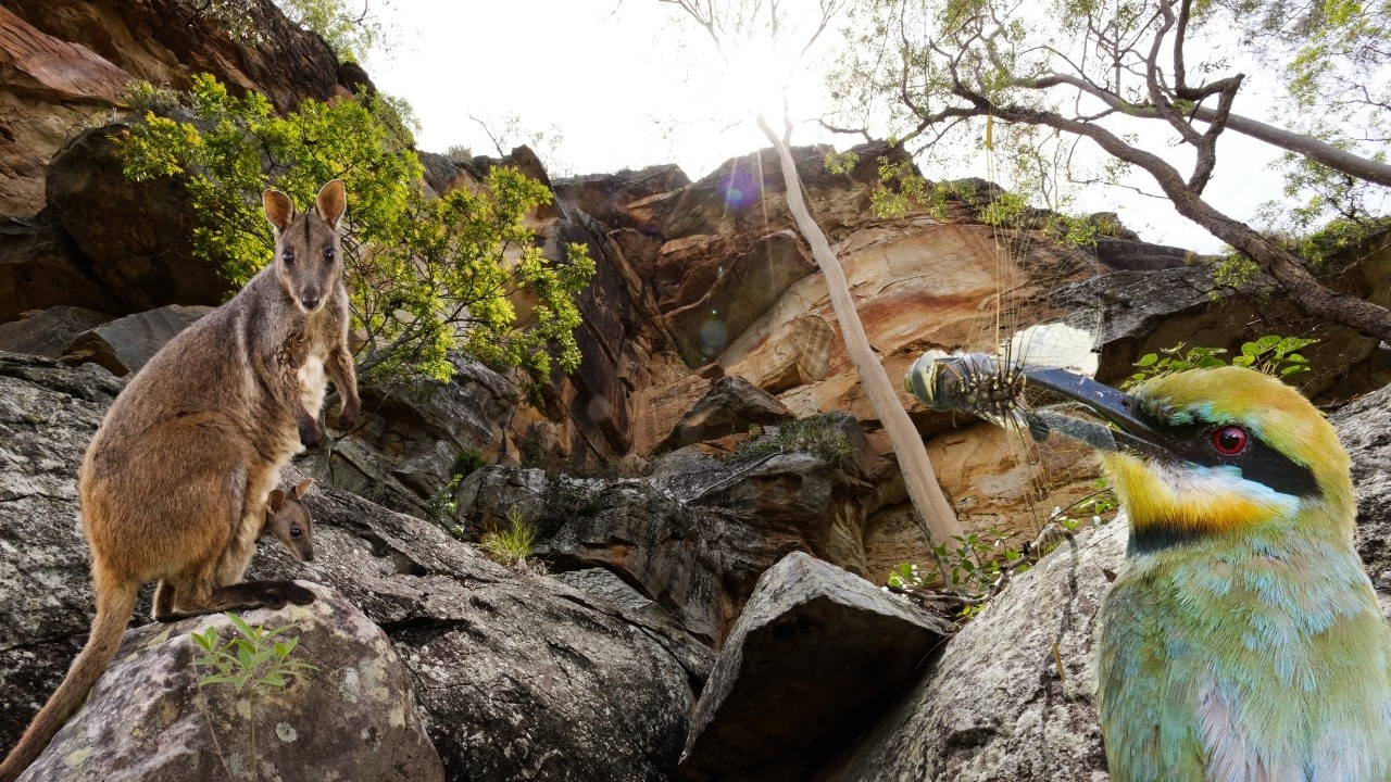 Exploring Bunya Mountains to Agnes Waters - Photographing and Birding all the way.