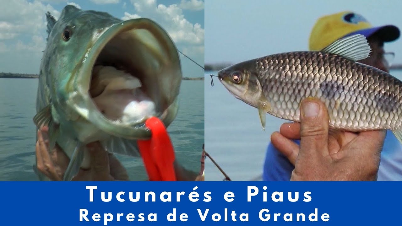 Tucunarés e Piaus - Na Represa de Volta Grande